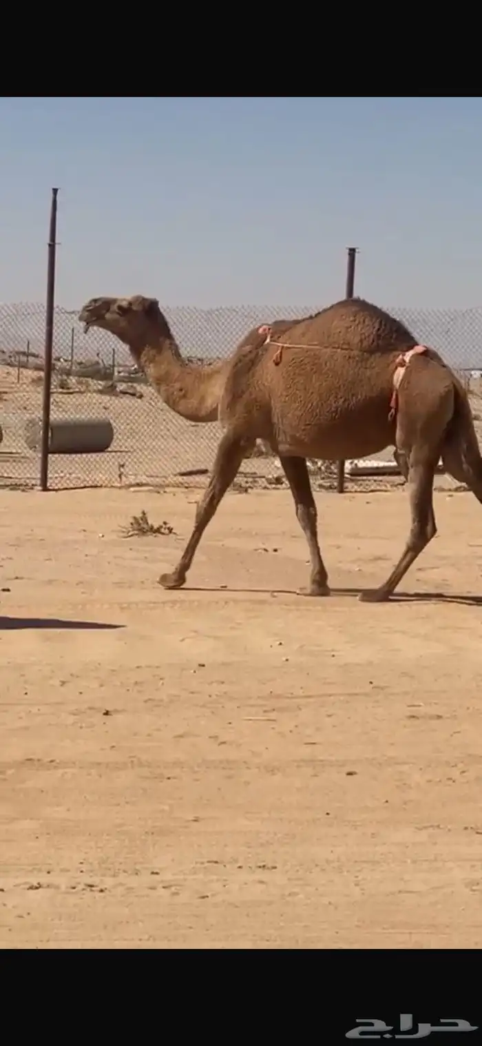 شعلا خلفه تحتها بكره 0