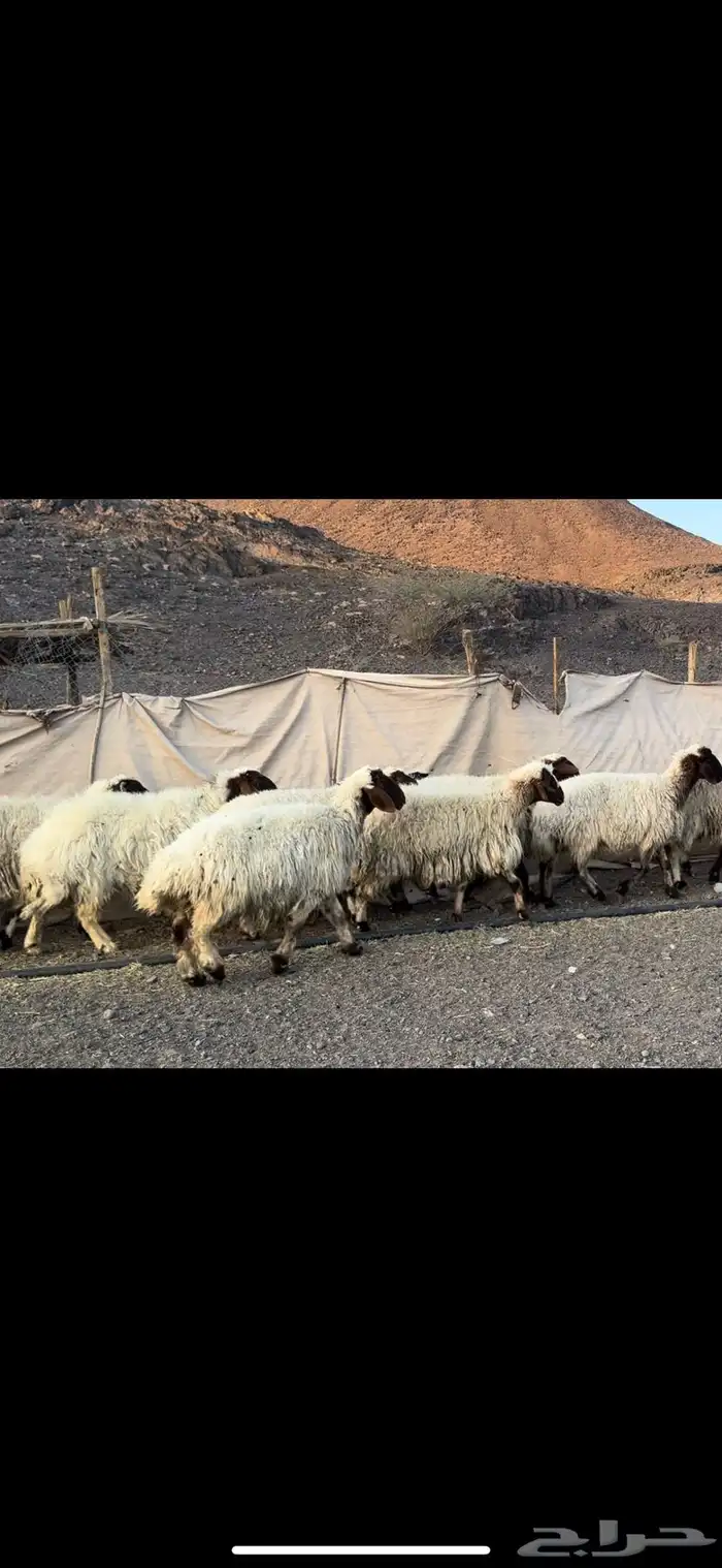 ضان نعيم صنف 6