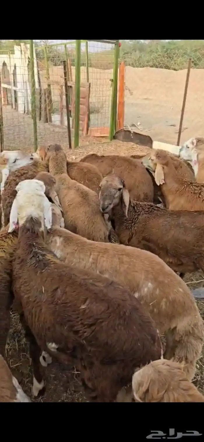 طليان سواكن حمري العدد 9 2