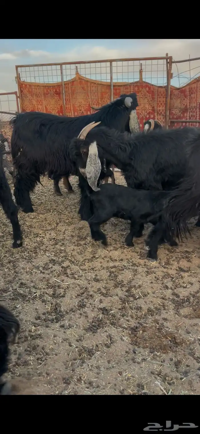 معزا متابيع وباقي حليب 3