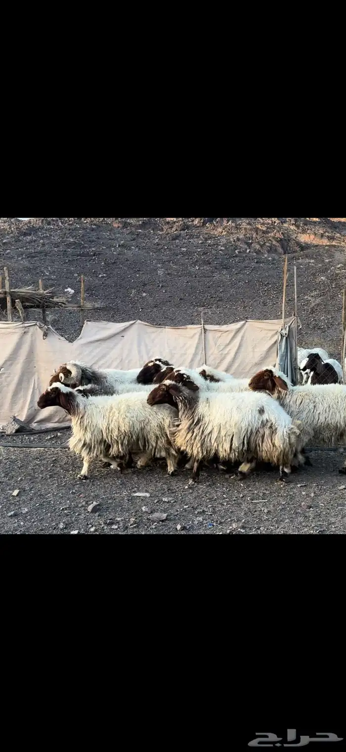 ضان نعيم صنف 1