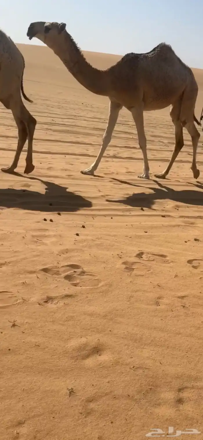 بكارر طيبات 1