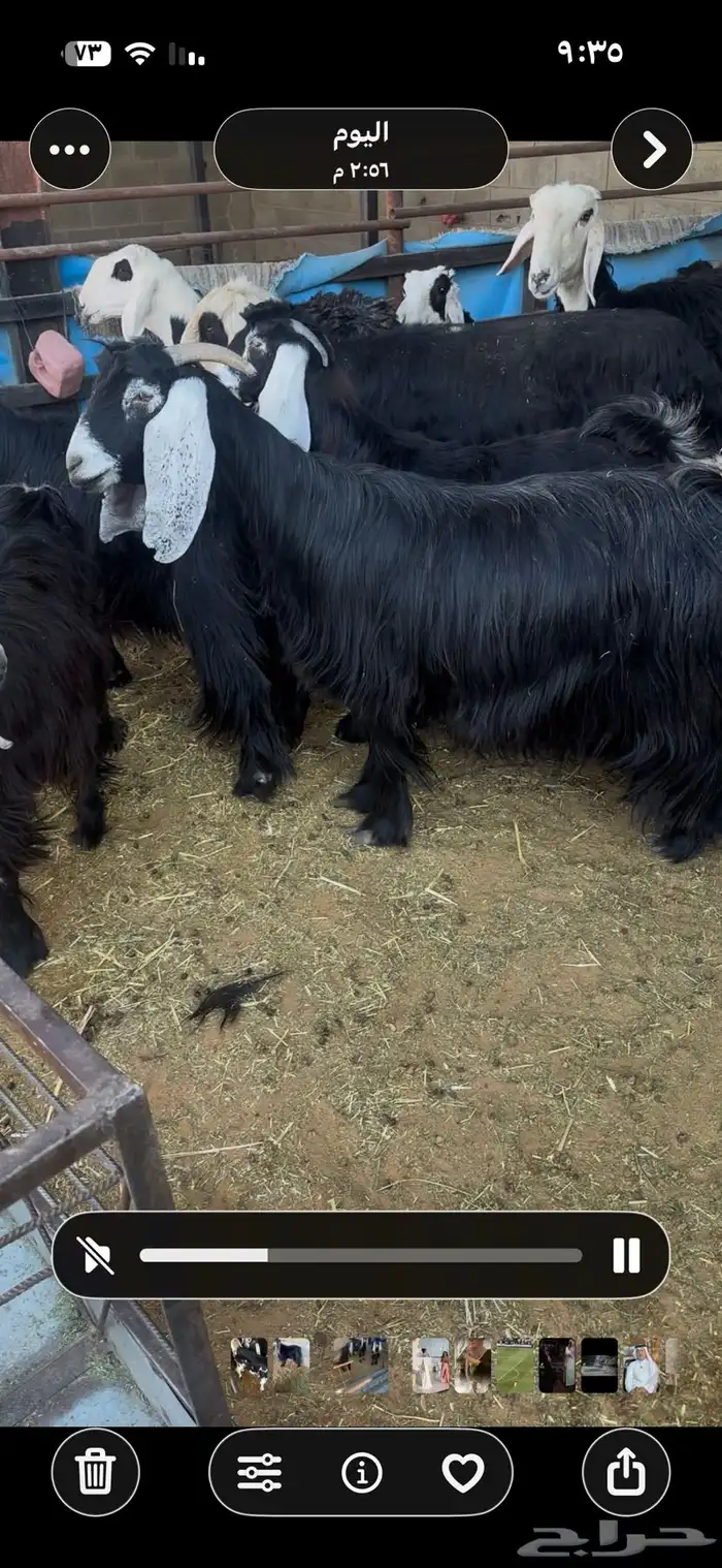 معزا عوارض صنف الصنف من جذعه الي تامه دفيع شرط 7