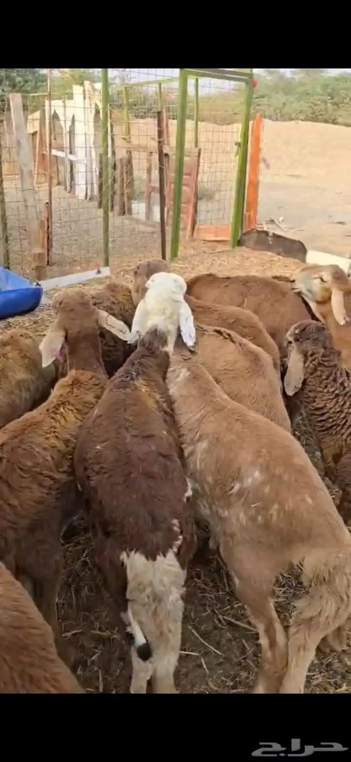 طليان سواكن حمري العدد 9 3