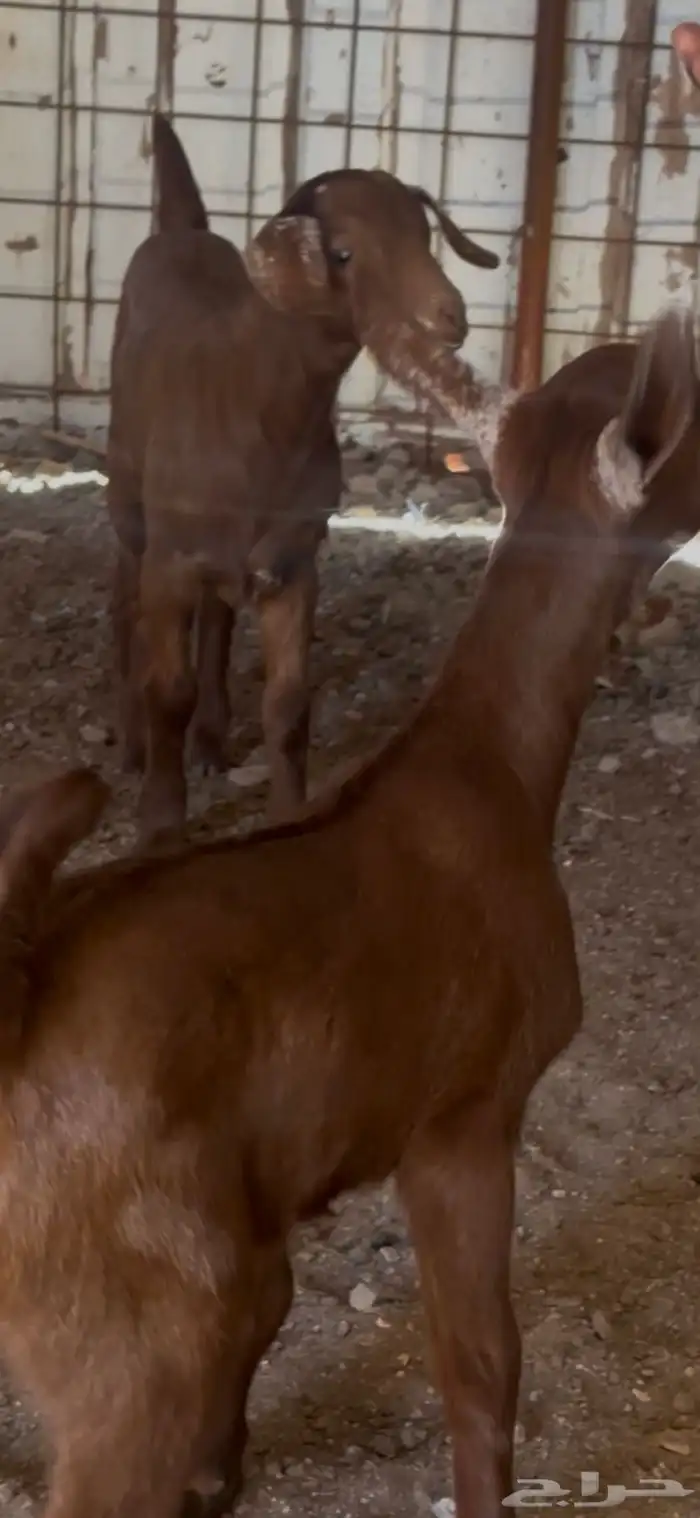 دواغير جنوبيات دهم تيس وجفره تم البيع 3