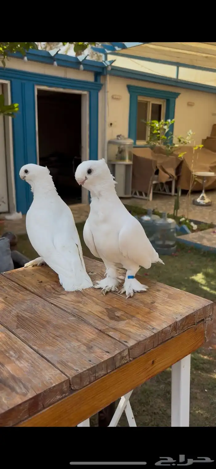 حمام ستنايت 1