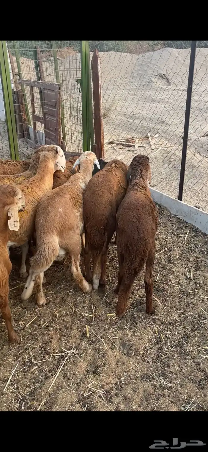 طليان سواكن حمري العدد 9 8