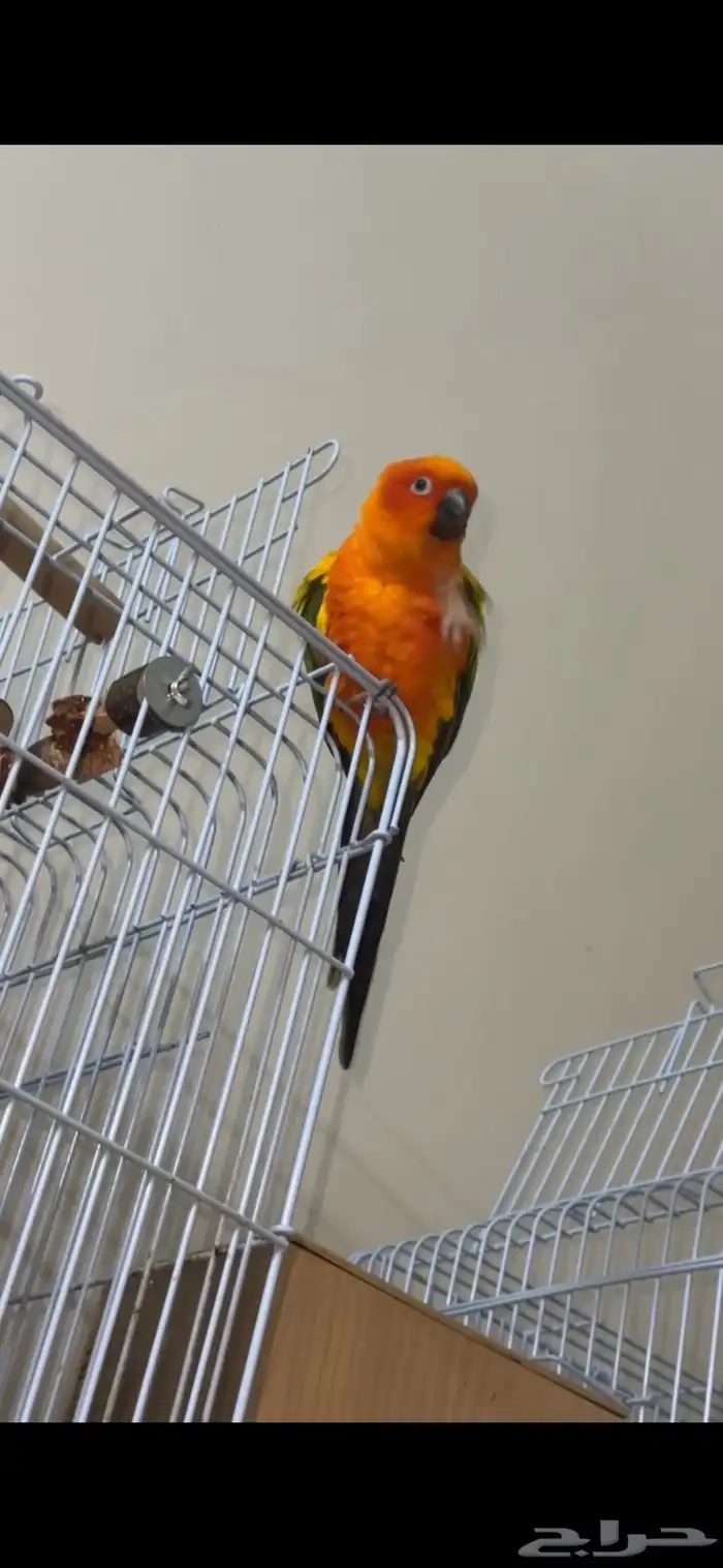 ببغاء صن كنيور 5