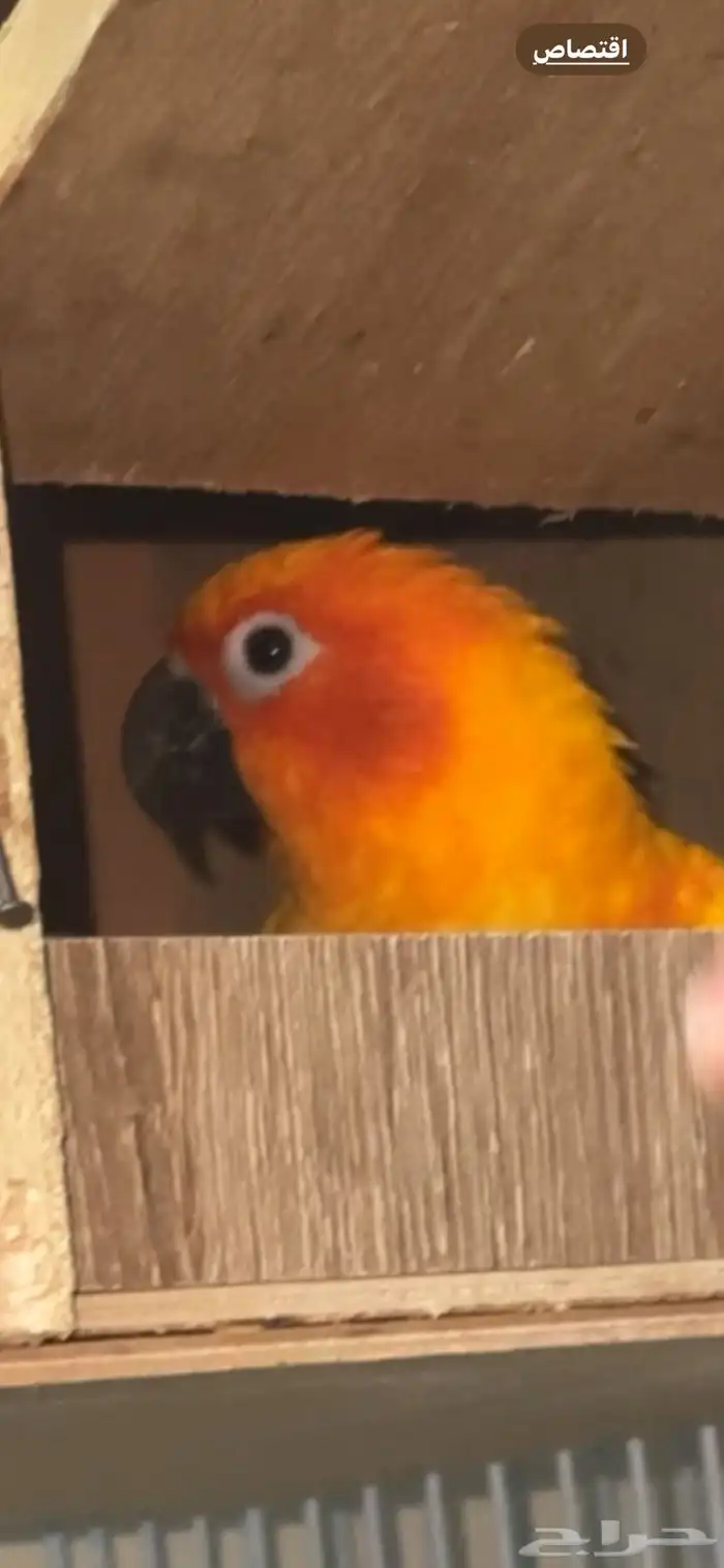 ببغاء صن كنيور 8