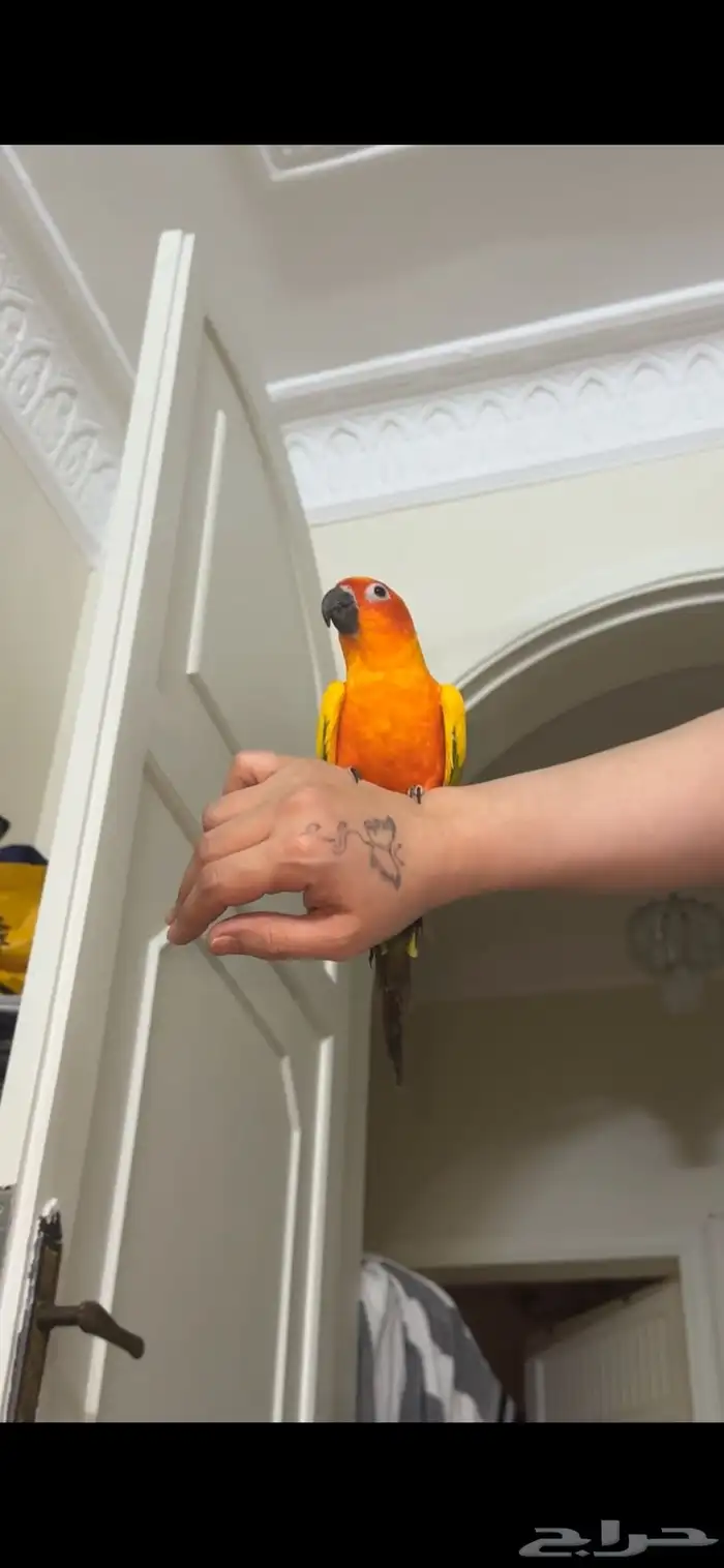 ببغاء صن كنيور 6