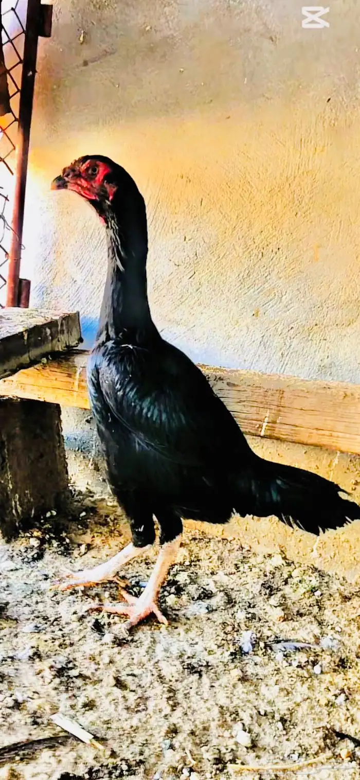 للبيع دجاجتين شامو الماني 0