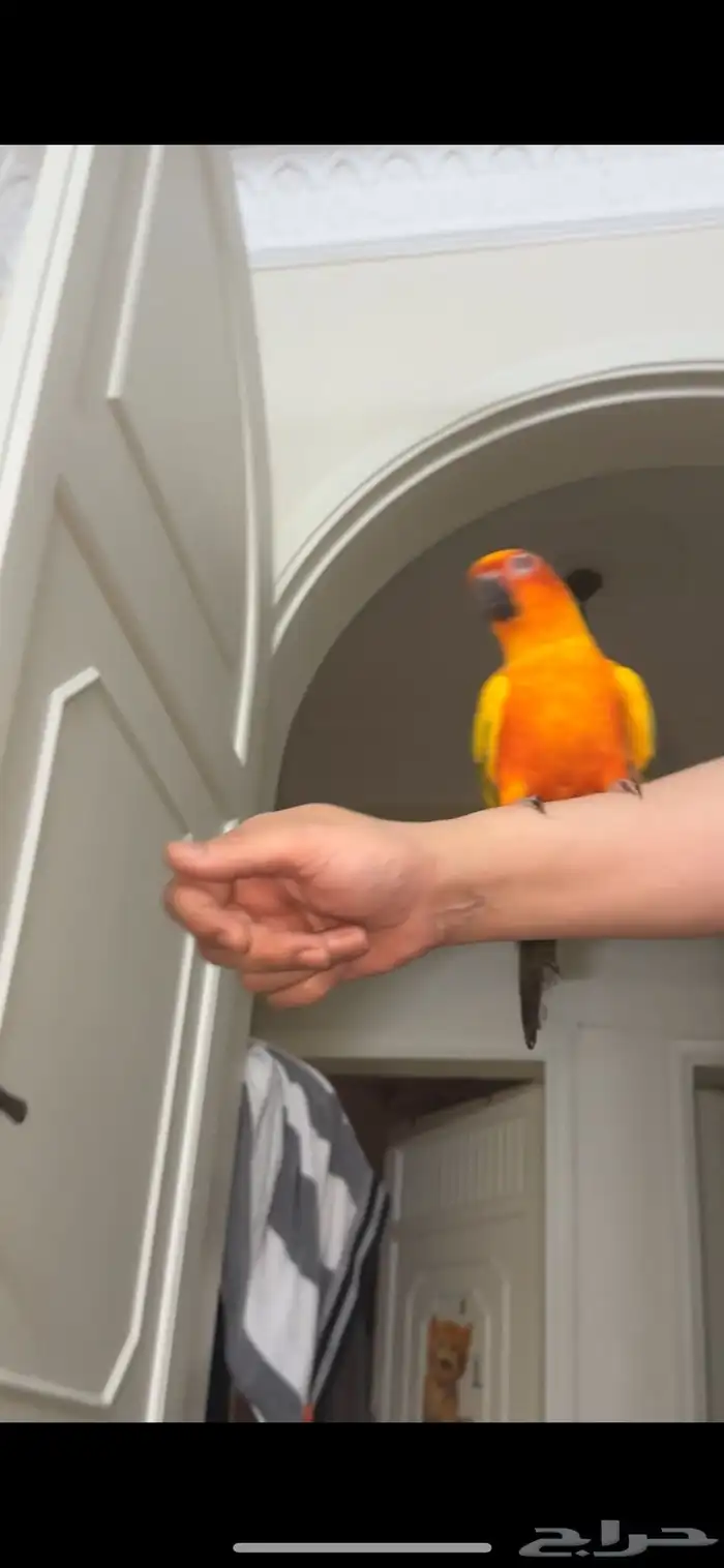 ببغاء صن كنيور 7