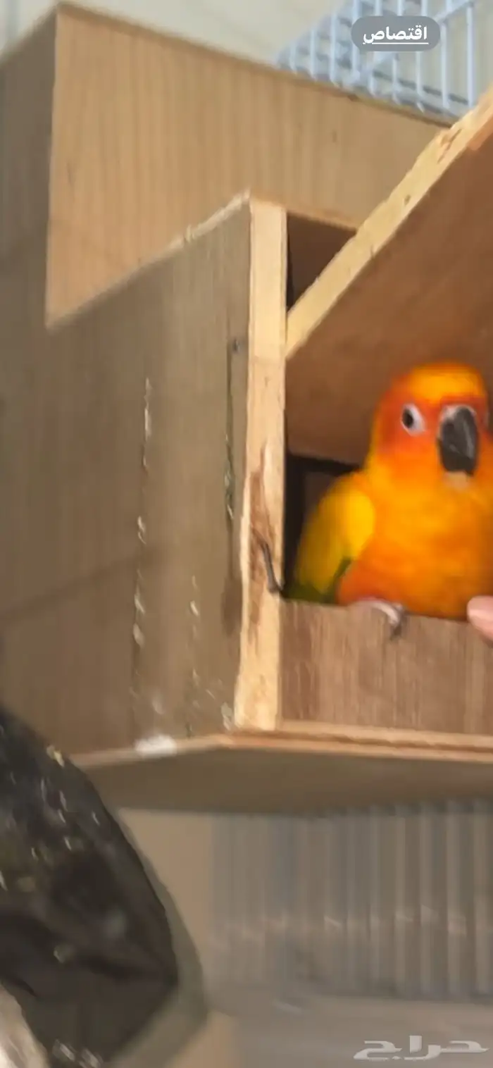 ببغاء صن كنيور 1