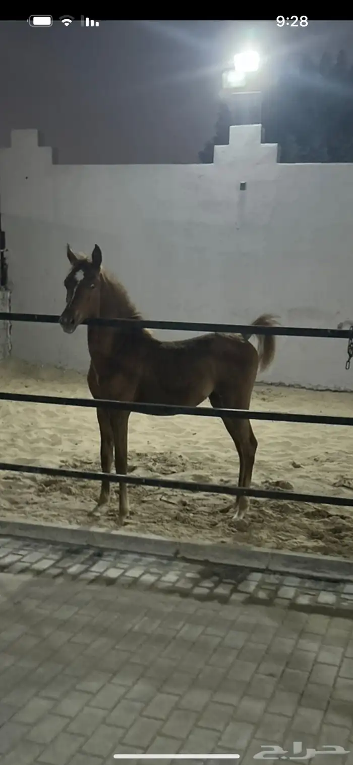 للبيع مهره شعبية شيخة 0