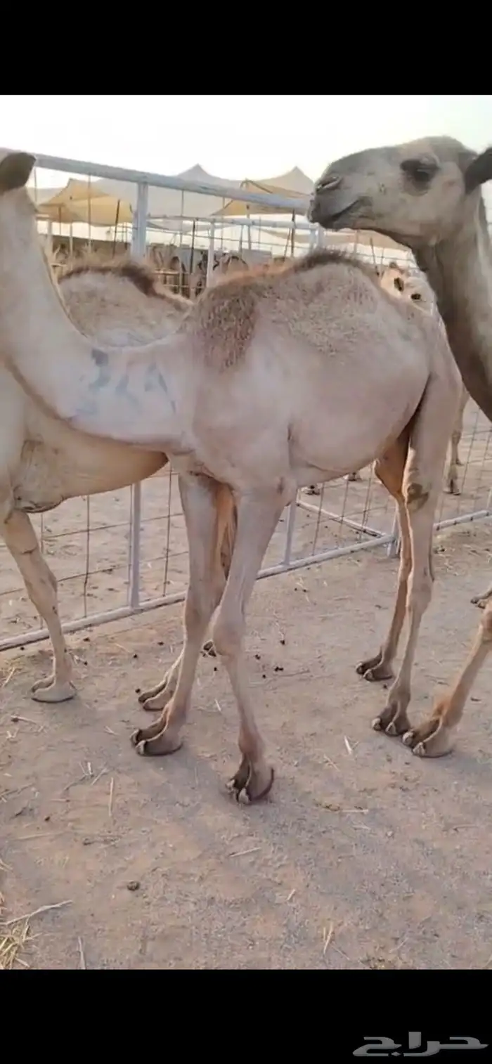 قعدان نخب أول للتجار والملاحم   الكمية ماشاء الله 6