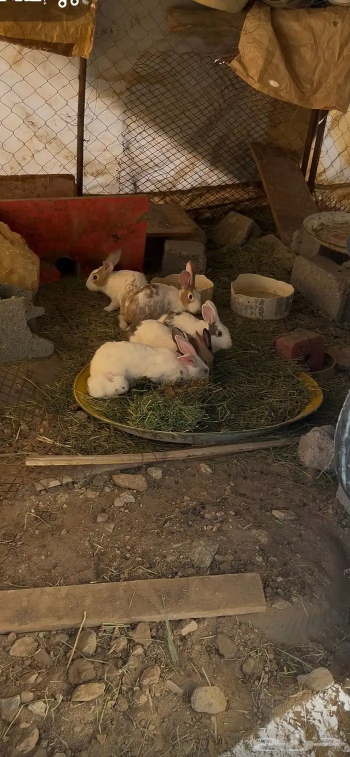 ارنب بلدي اصيل ومعه 2فرنسيه 1