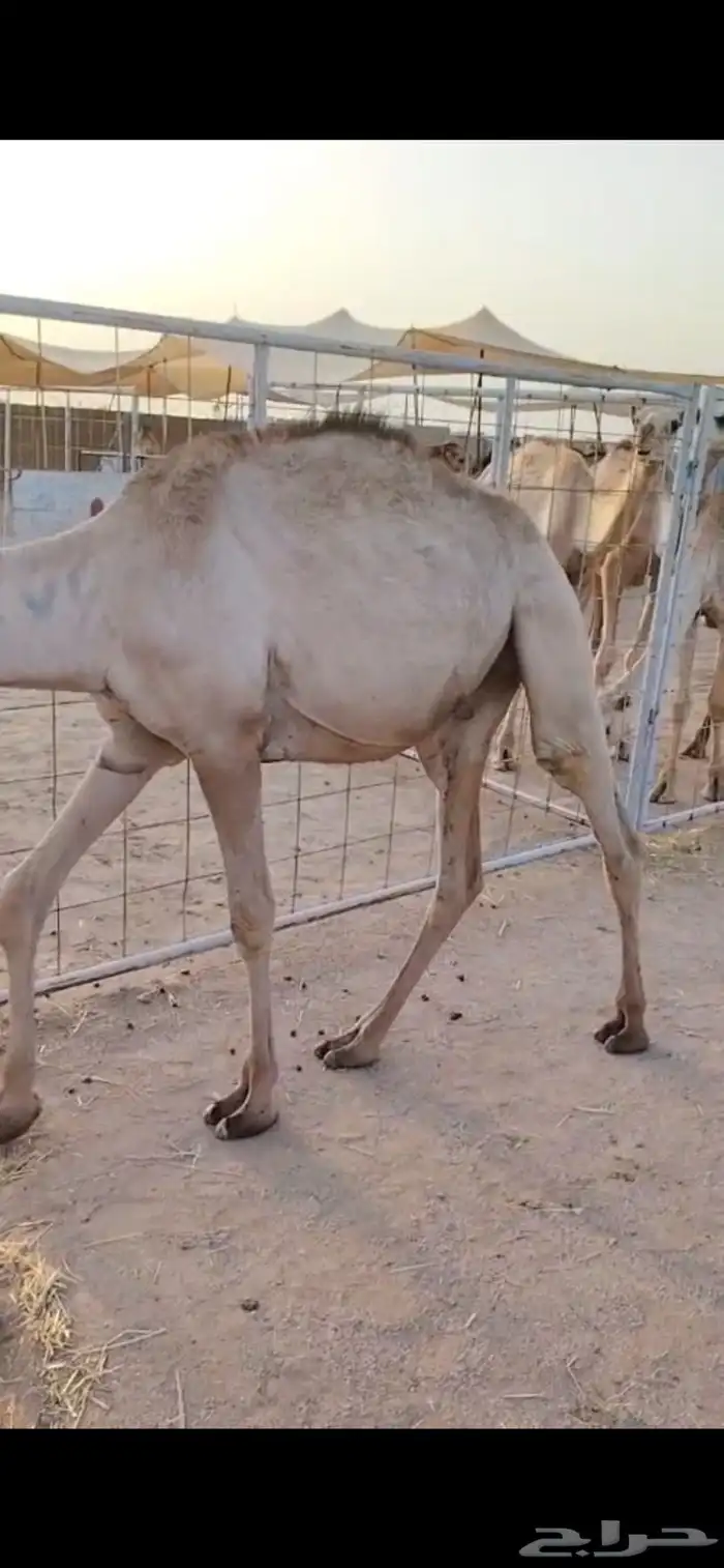 قعدان نخب أول للتجار والملاحم   الكمية ماشاء الله 0