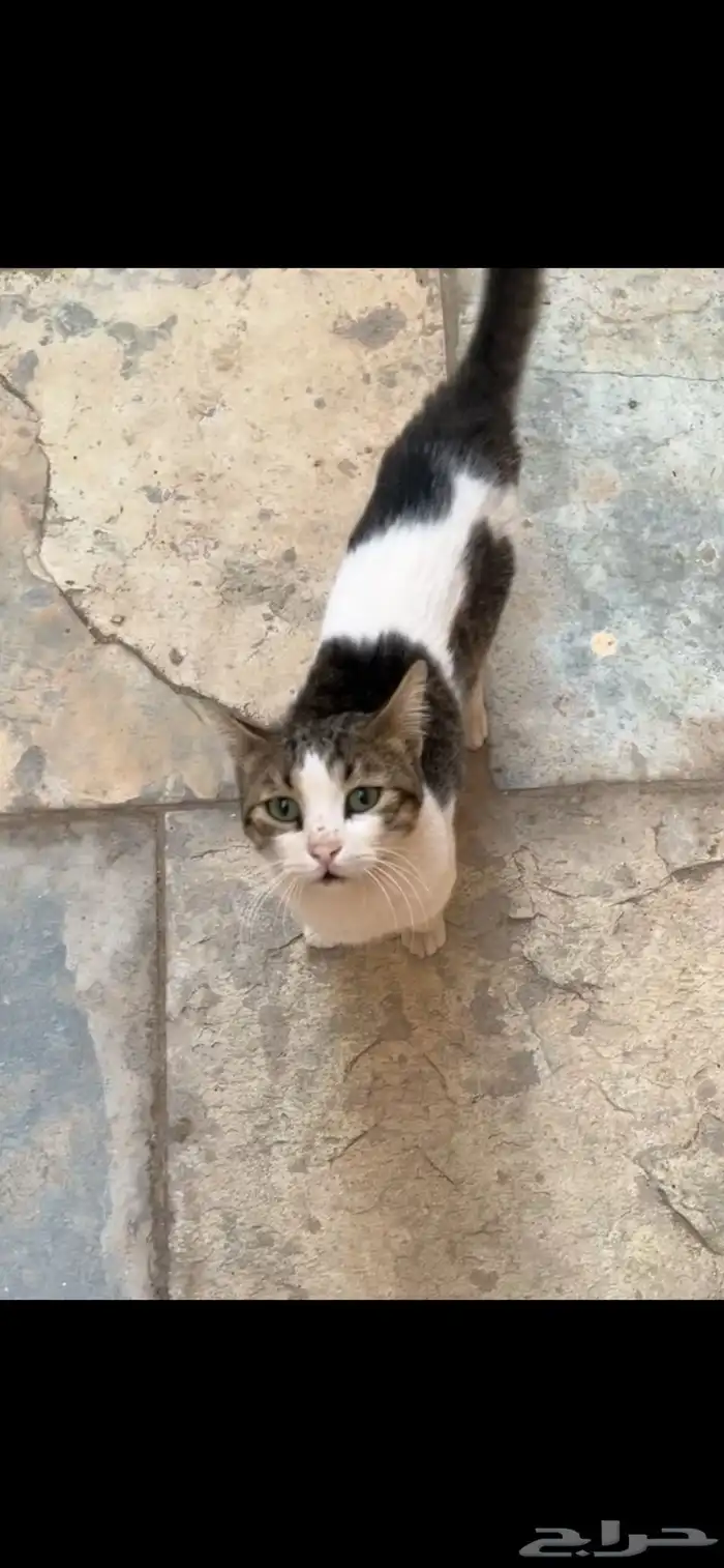 قط مفقود حي الملك فهد المدينة المنورة 0