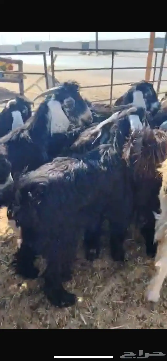 تيوس عوارض 2