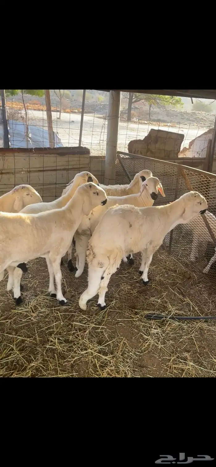 سواكن جبره مربى 4 اشهر شي فاخر 2