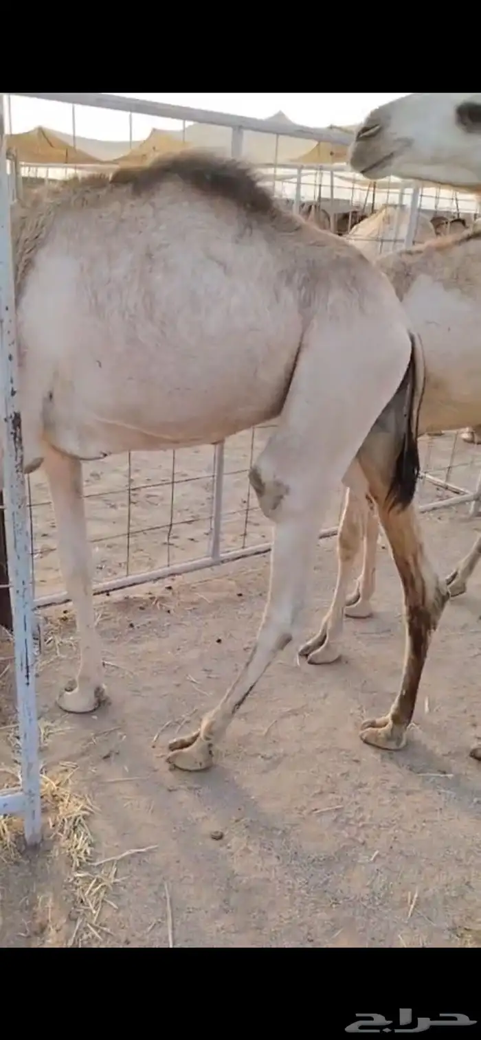 قعدان نخب أول للتجار والملاحم   الكمية ماشاء الله 4