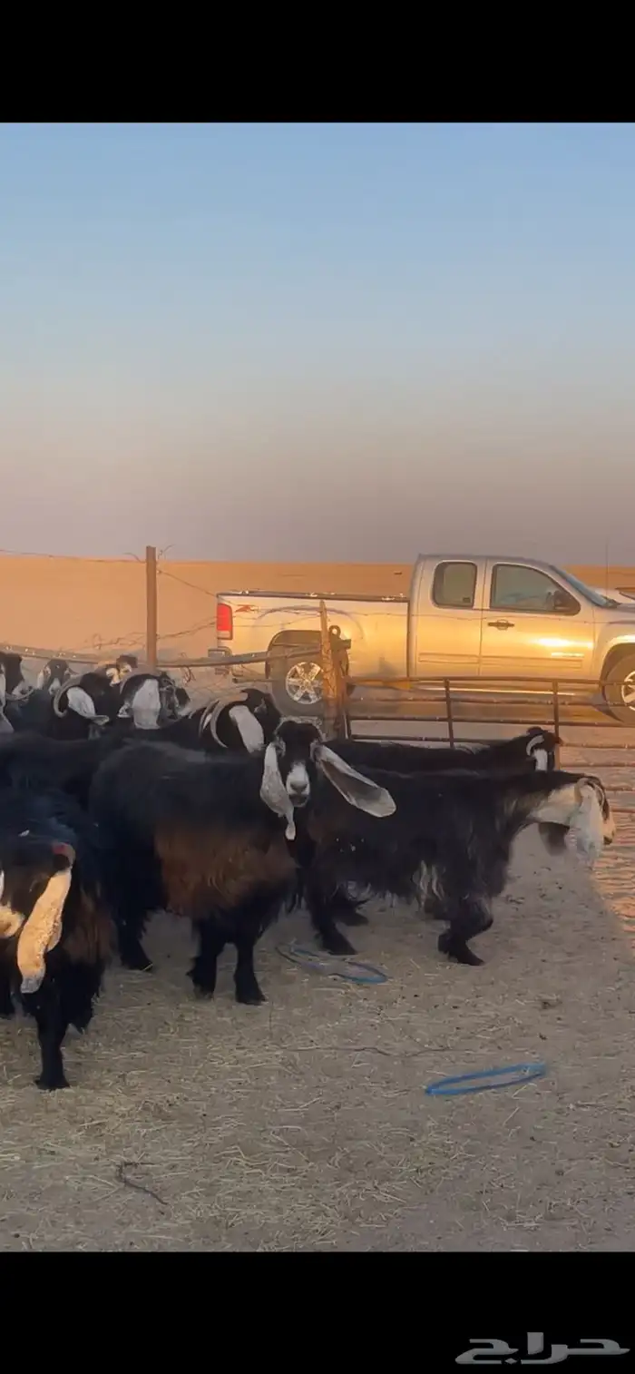 معزا عوارض دفيع بفحولها مراح 15