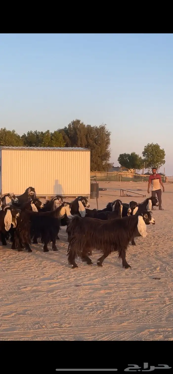 معزا عوارض دفيع بفحولها مراح 20