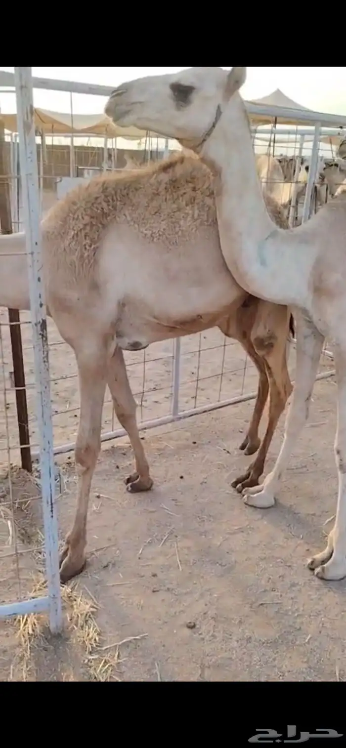 قعدان نخب أول للتجار والملاحم   الكمية ماشاء الله 3