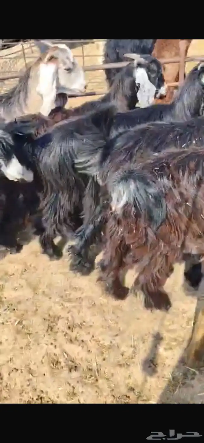 تيوس عوارض 0