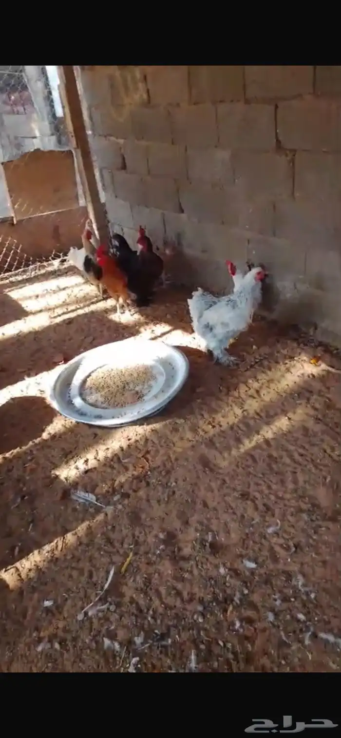 دجاج نصه بياض 2