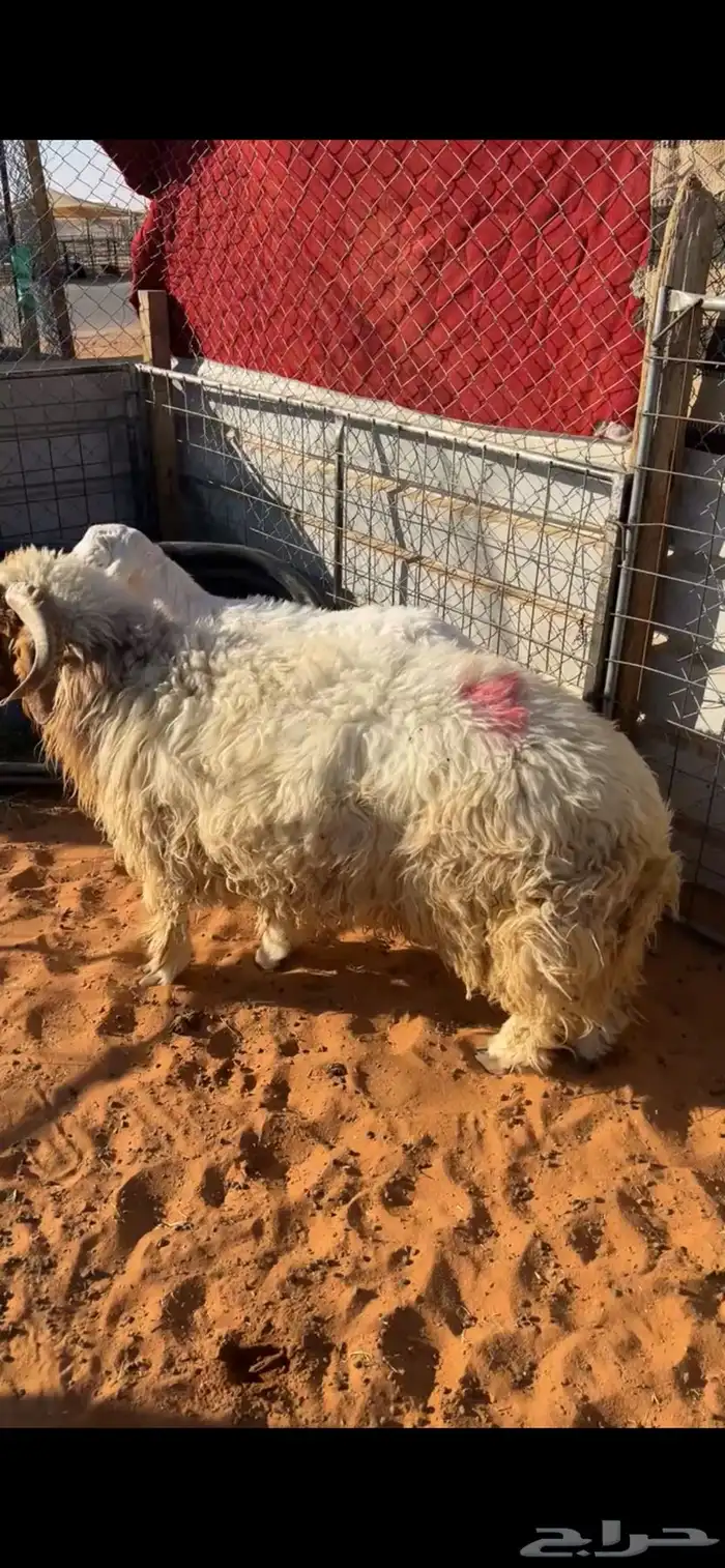 نعيم جذعان للبيع 0