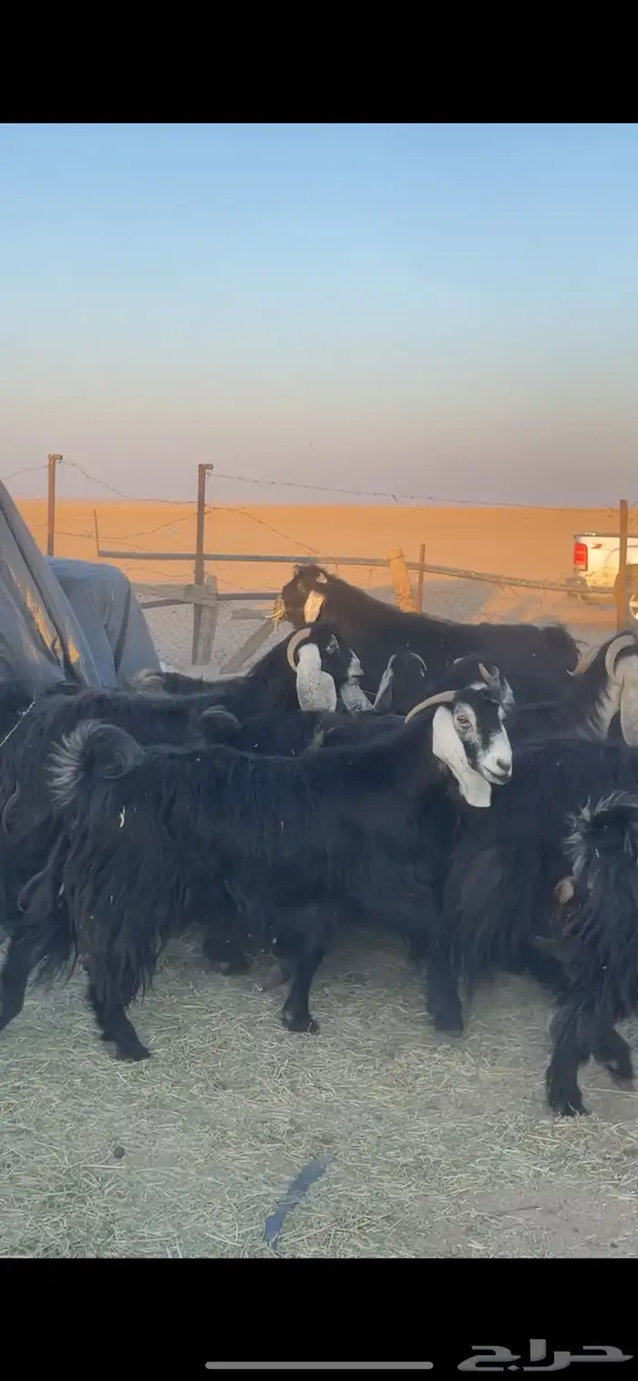 معزا عوارض دفيع بفحولها مراح 16