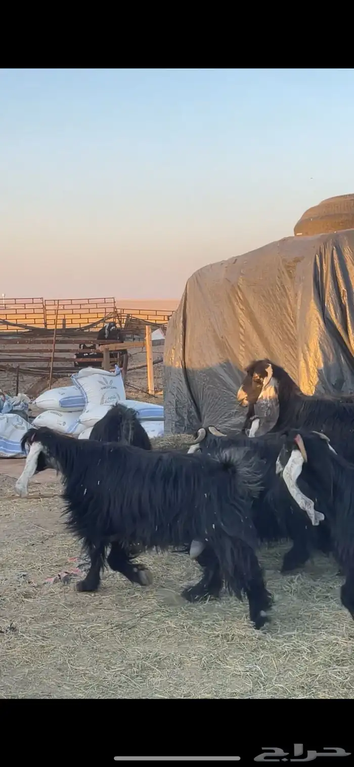 معزا عوارض دفيع بفحولها مراح 13