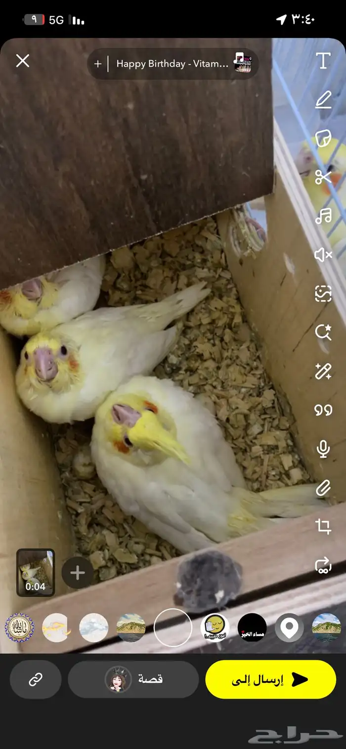 فروخ كروانات اليفه 1