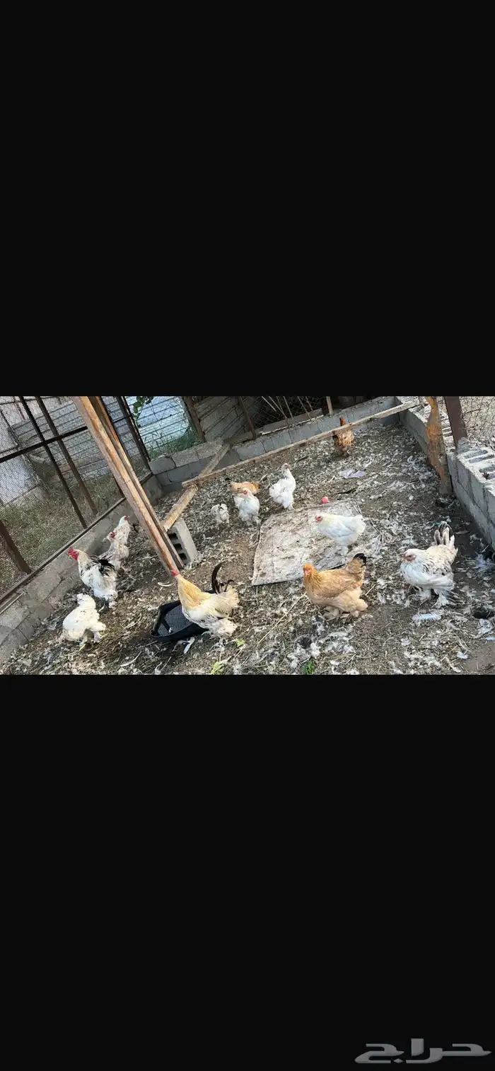 دجاج براهمه 1