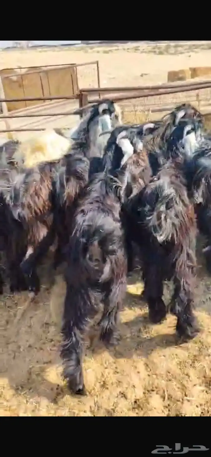 تيوس عوارض 1