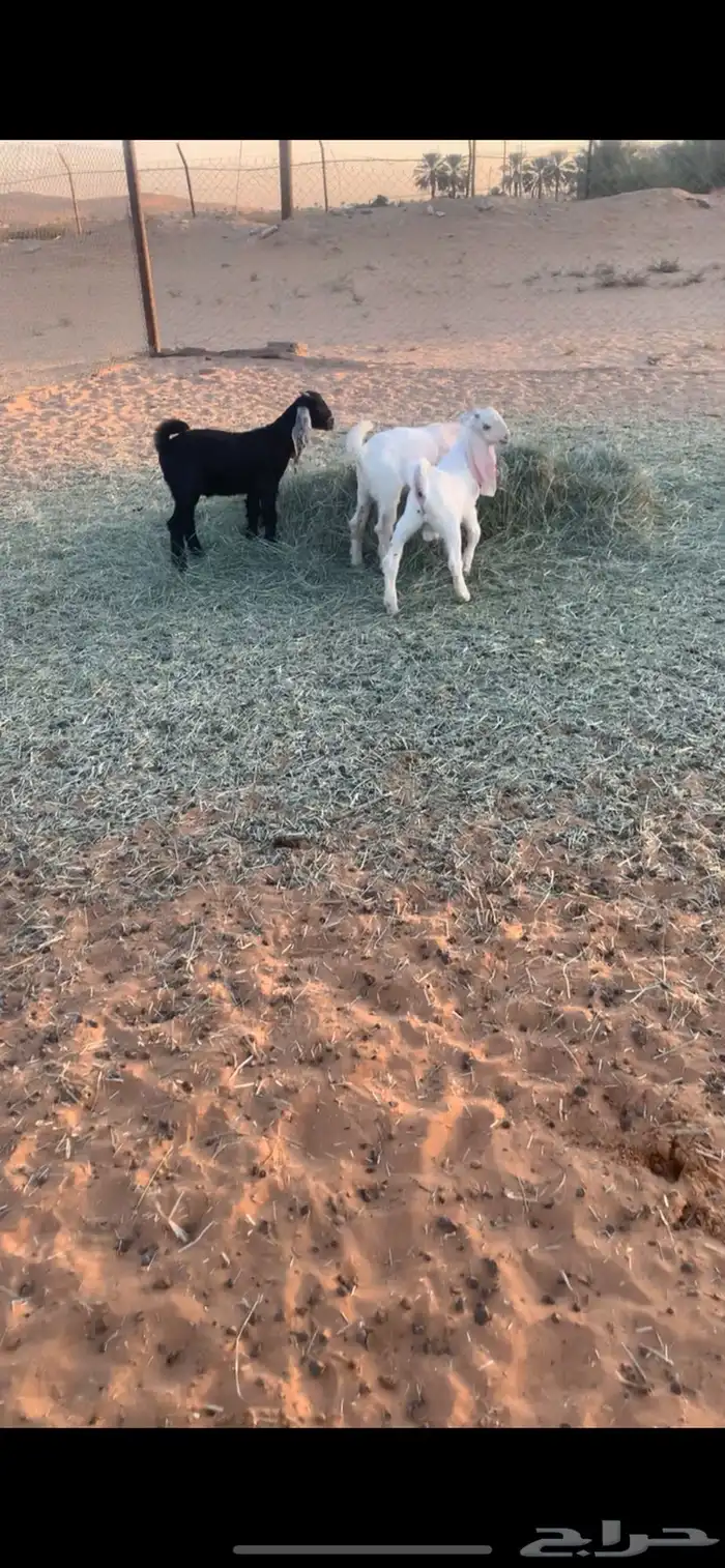 دواغير تيوس 0