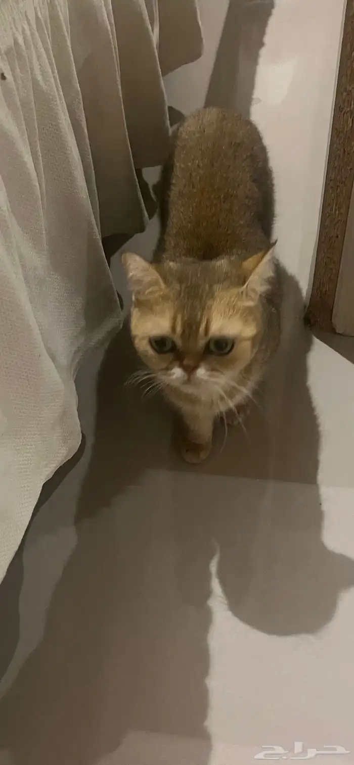 قطه نوع فاخر 1