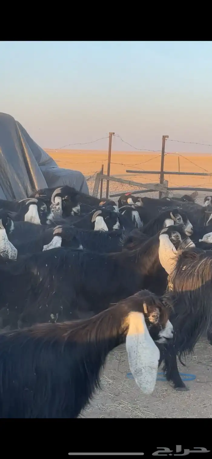 معزا عوارض دفيع بفحولها مراح 14