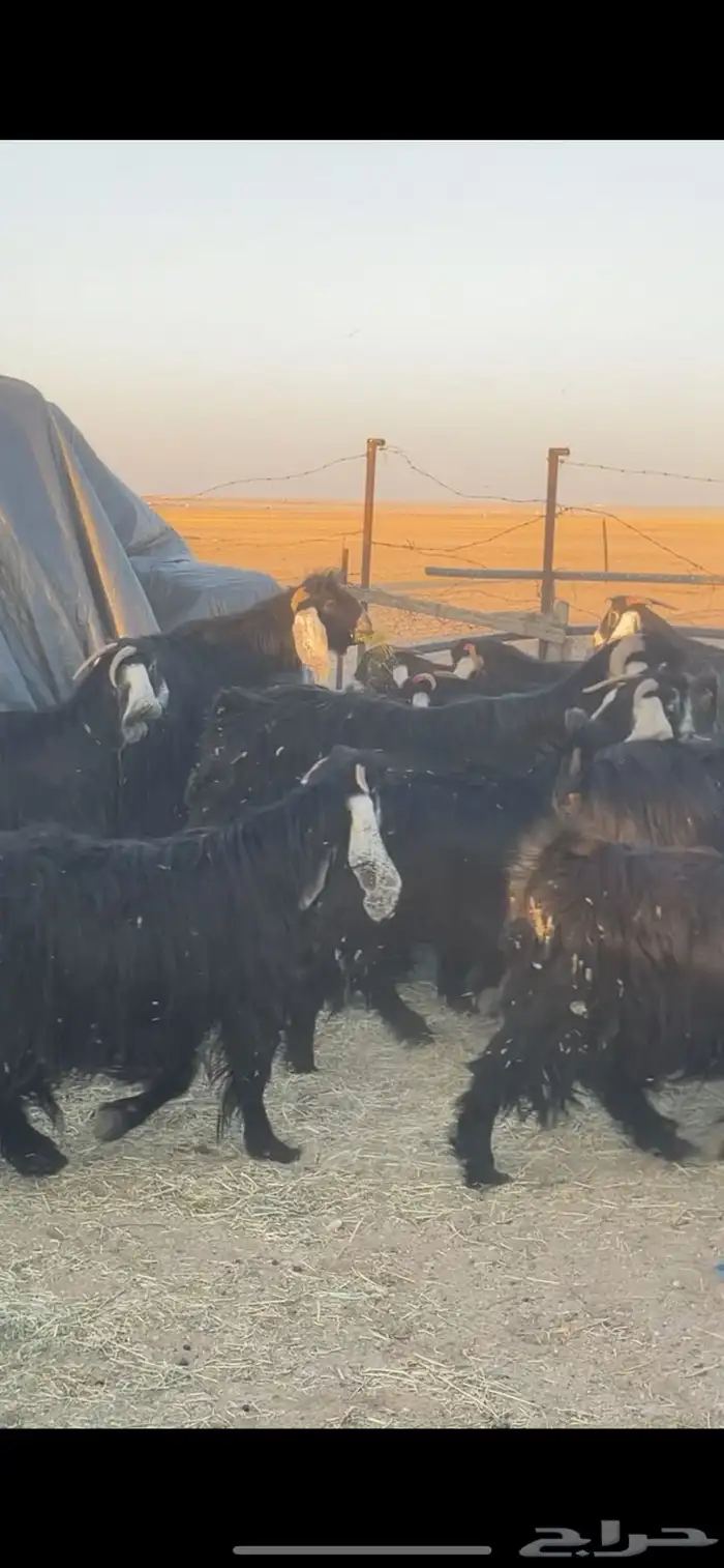 معزا عوارض دفيع بفحولها مراح 12