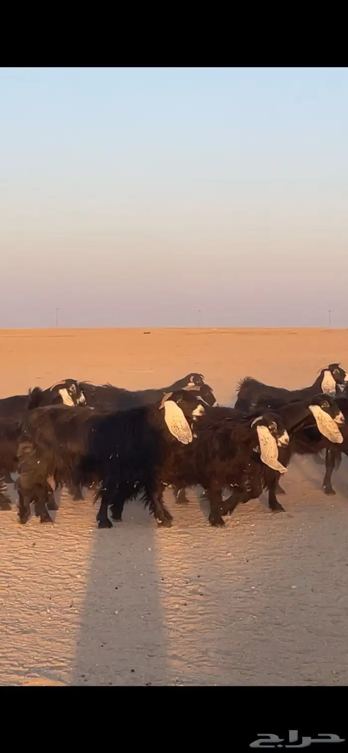 معزا عوارض دفيع بفحولها مراح 10