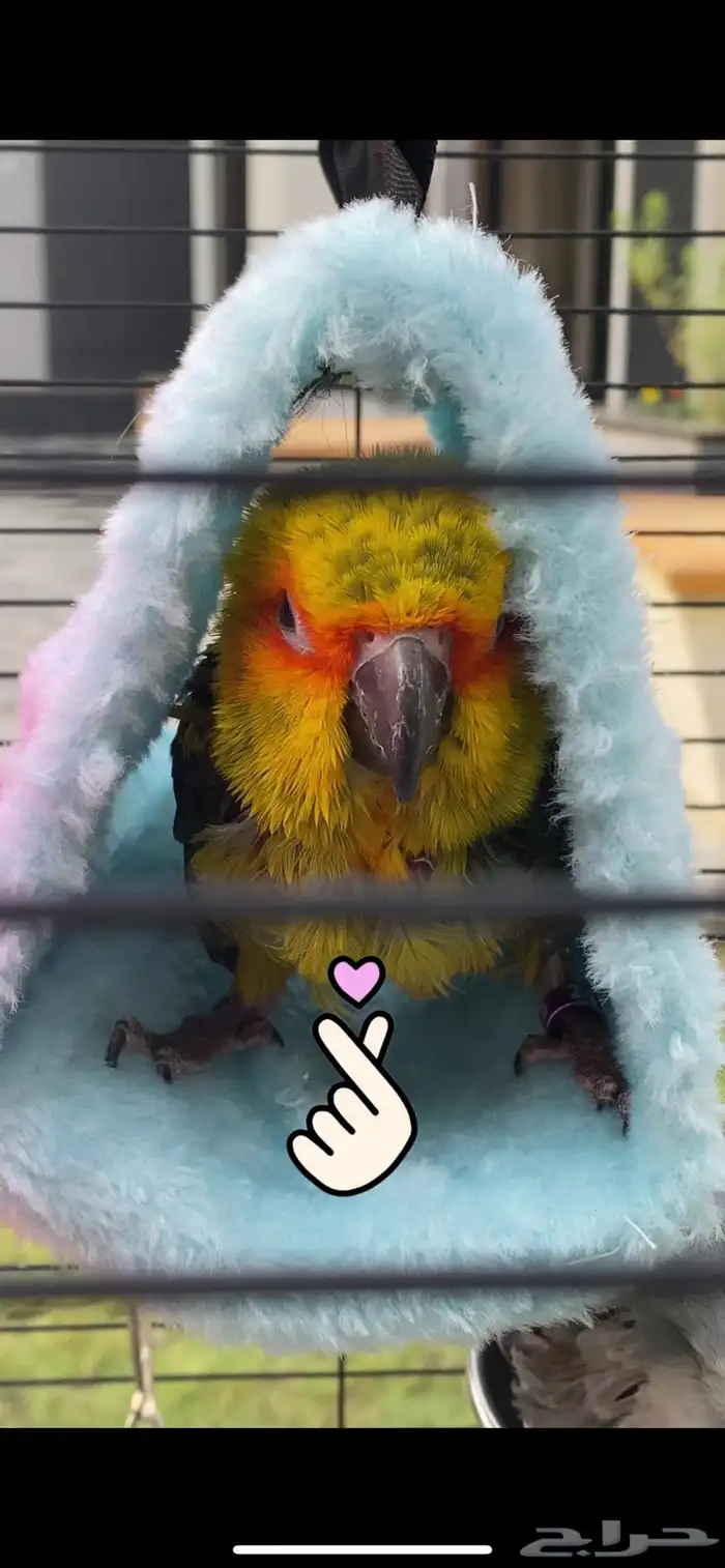 ببغاء صن كنيور 0