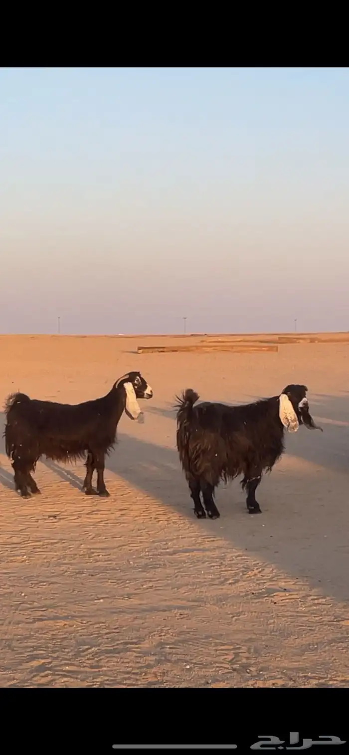 معزا عوارض دفيع بفحولها مراح 8