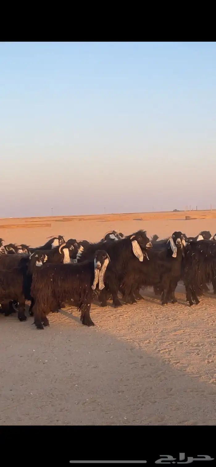 معزا عوارض دفيع بفحولها مراح 4