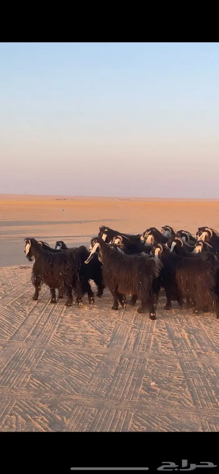 معزا عوارض دفيع بفحولها مراح 1