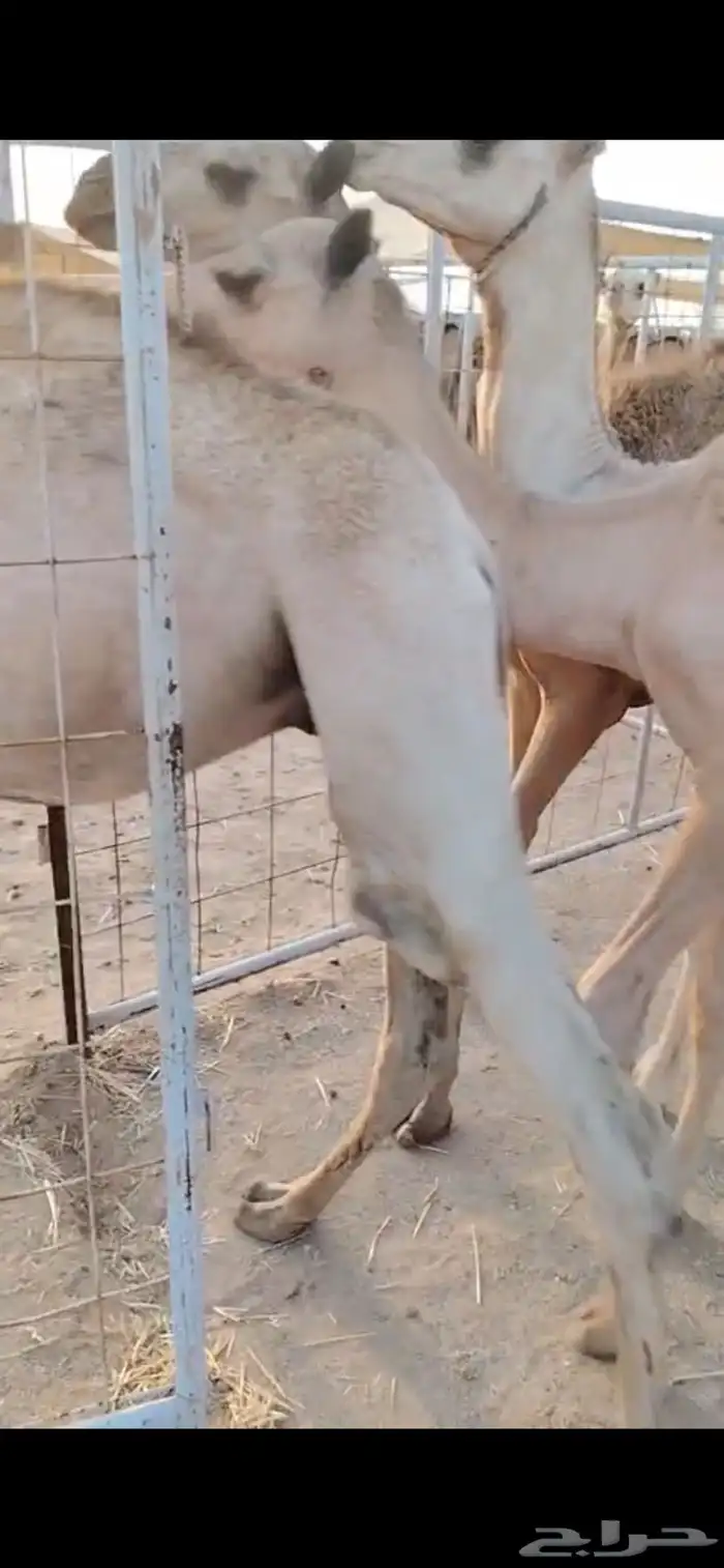 قعدان نخب أول للتجار والملاحم   الكمية ماشاء الله 1