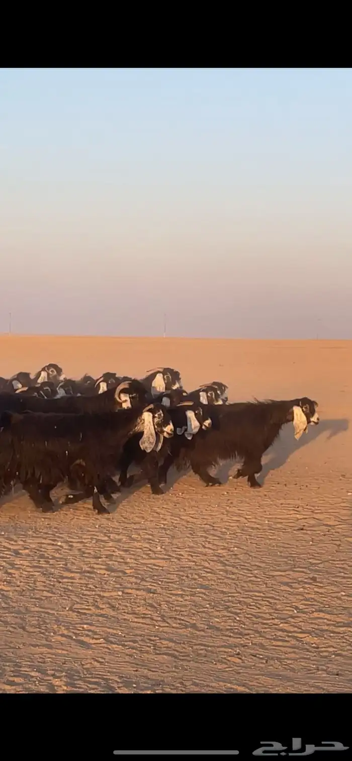 معزا عوارض دفيع بفحولها مراح 6