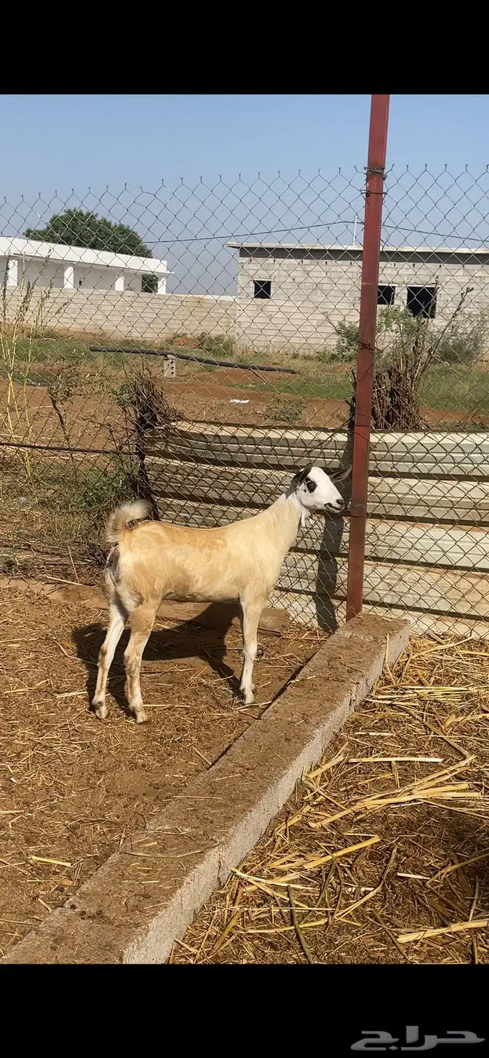 للبيع جفره بيشيه 1