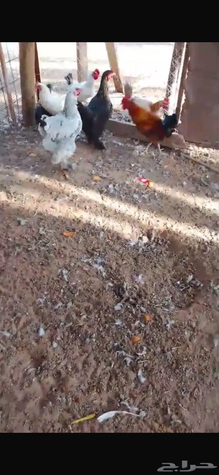 دجاج نصه بياض 3