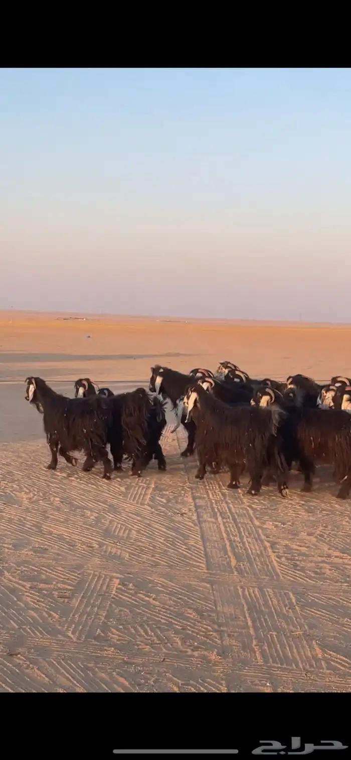 معزا عوارض دفيع بفحولها مراح 19